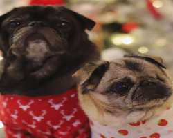 The couple has also adopted two pugs and named them Edgar and Maya, Also accompanied by a hedgehog whose name is Dogy.